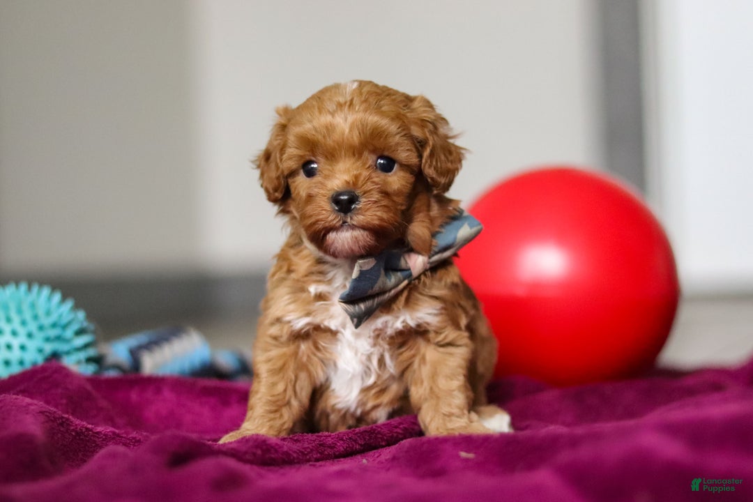 Cavapoo dogs for sale: Izzy - Ad 7