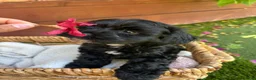 Yorkiepoo dogs for sale: Daisy 🌼 Yorkiepoo 1  - Ad 3