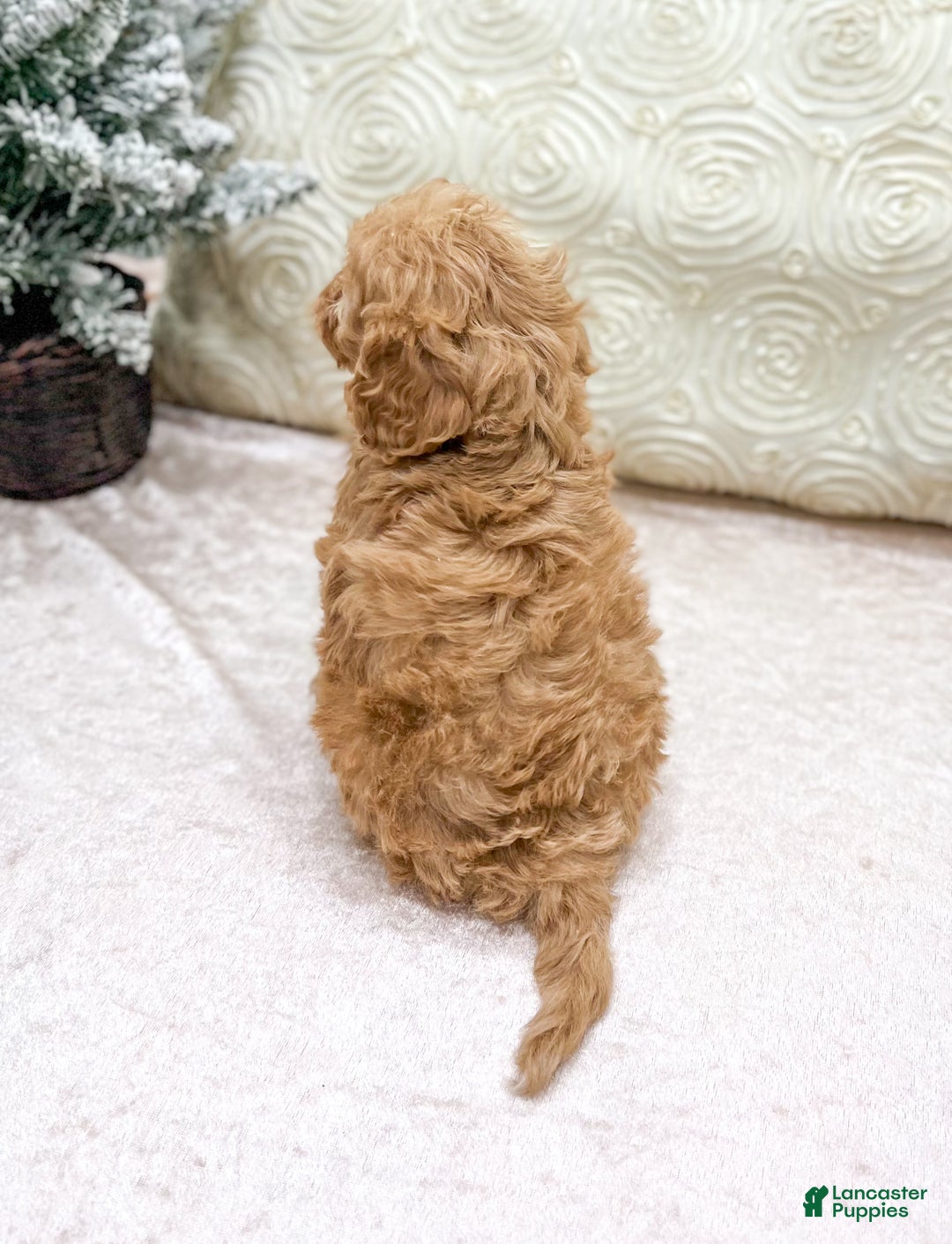 Cavapoo dogs for sale: Piper - Ad 5