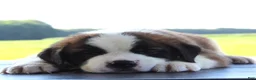 Saint Bernard dogs for sale: Missy - AKC Champion Bloodlines - Ad 8
