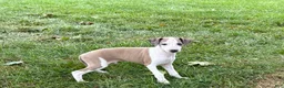 Italian Greyhound dogs for sale: Italian Greyhound male 1 fawn and white  - Ad 5