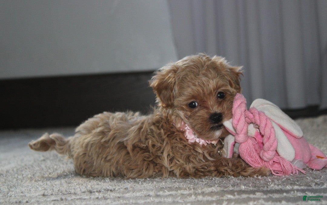 Maltipoo dogs for sale: Kaya - Ad 2