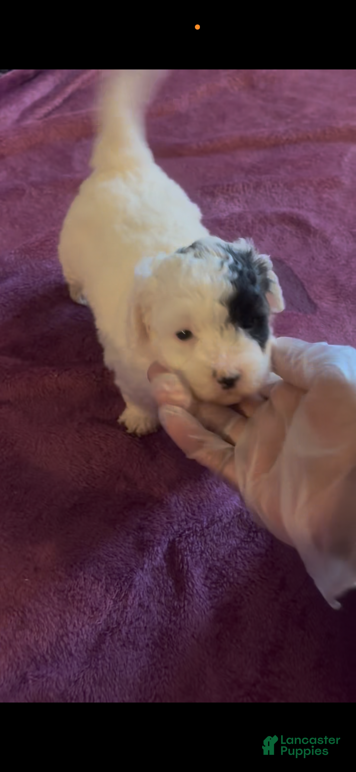 Maltipoo dogs Maltipoo 1 - Ad 1