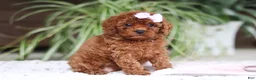 Cavapoo dogs for sale: Kyra - Ad 3