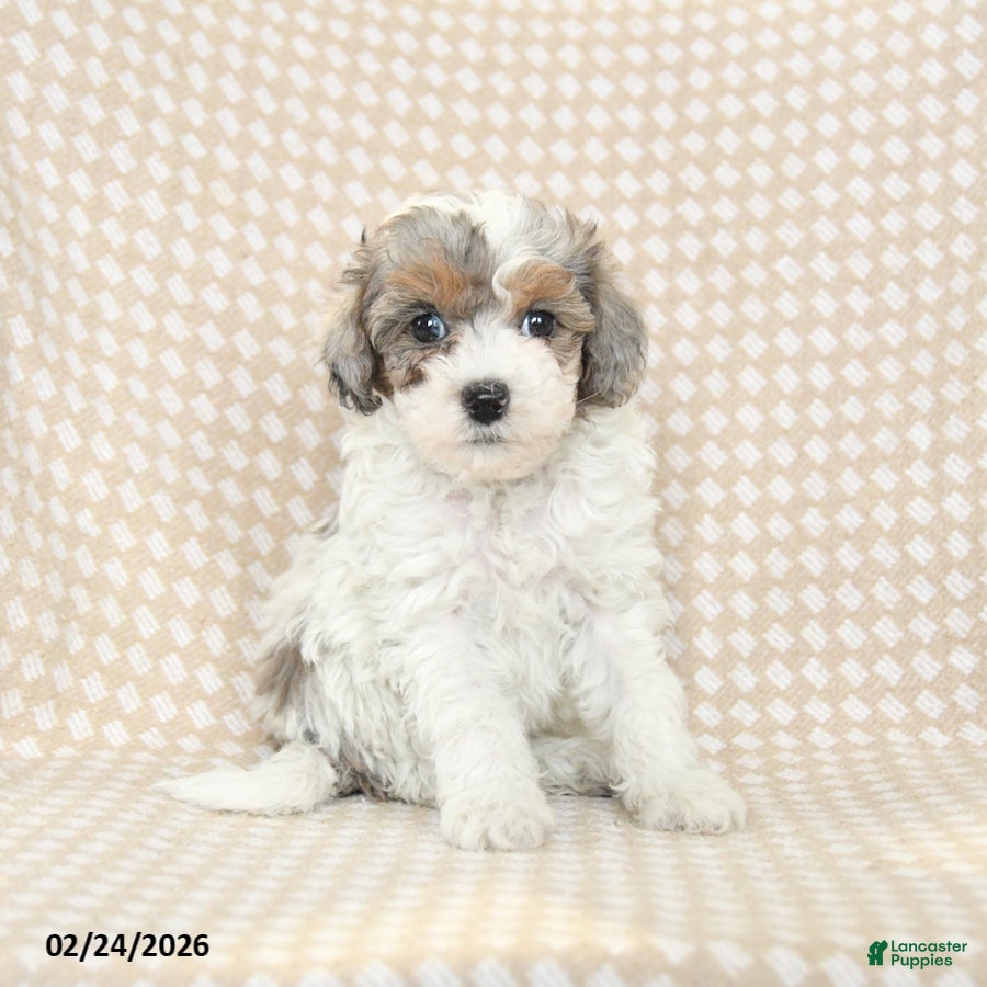 Bichpoo dogs Diamond - Ad 1