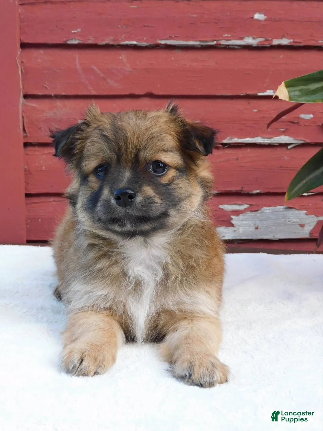Mixed Breed dogs for sale: Jet - Ad 1