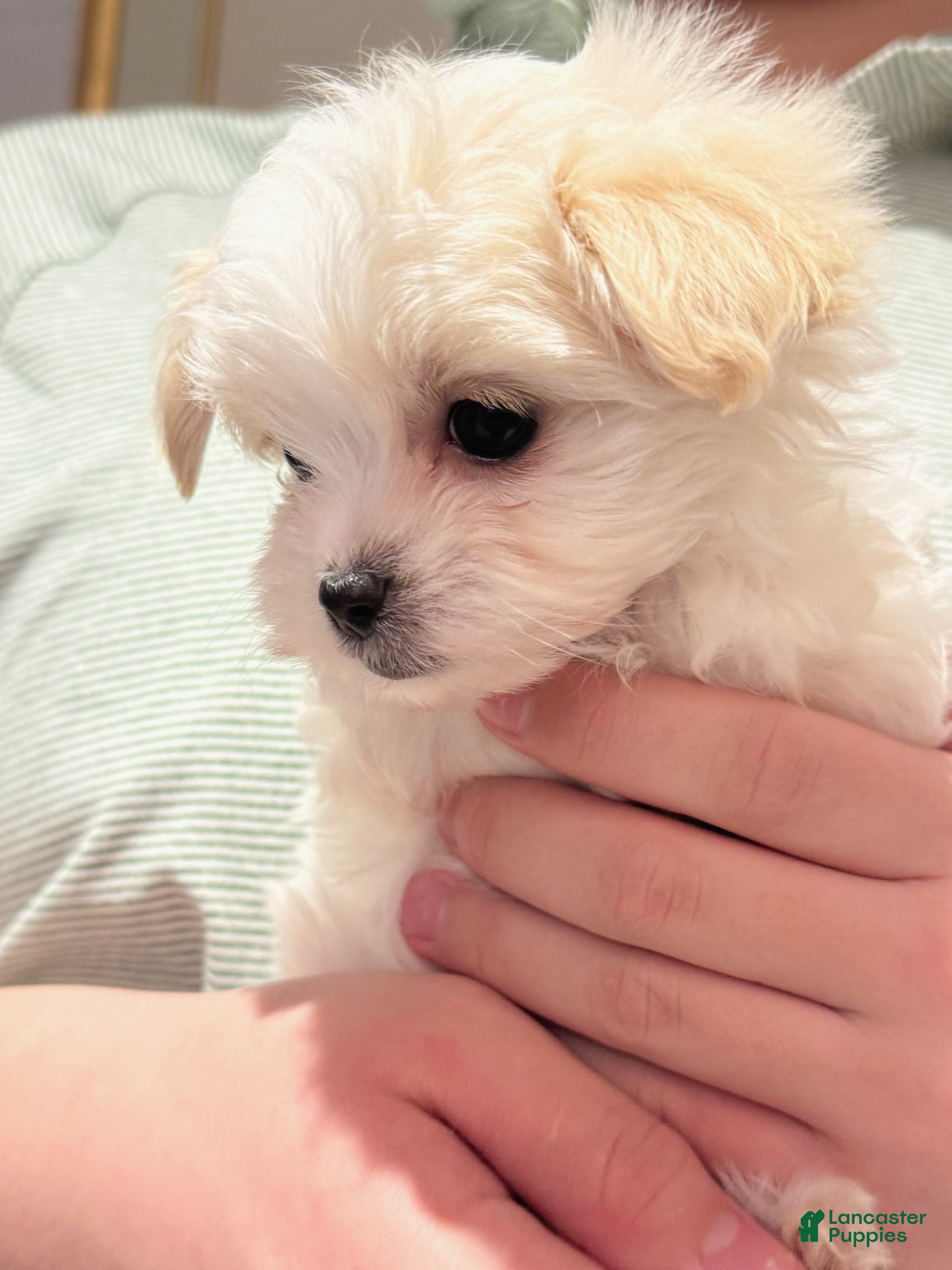 Morkie dogs Gloria - Ad 2