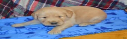 Golden Retriever dogs for sale: Mandy - Ad 12