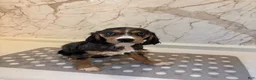Mixed Breed dogs for sale: Athena - Ad 7