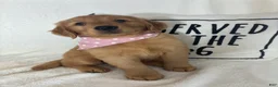 Golden Retriever dogs for sale: Saffron - Ad 5