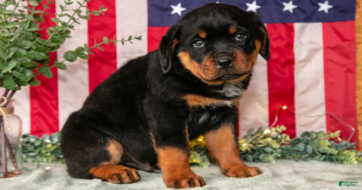 Alex Rottweiler for sale in Orwell | Lancaster Puppies