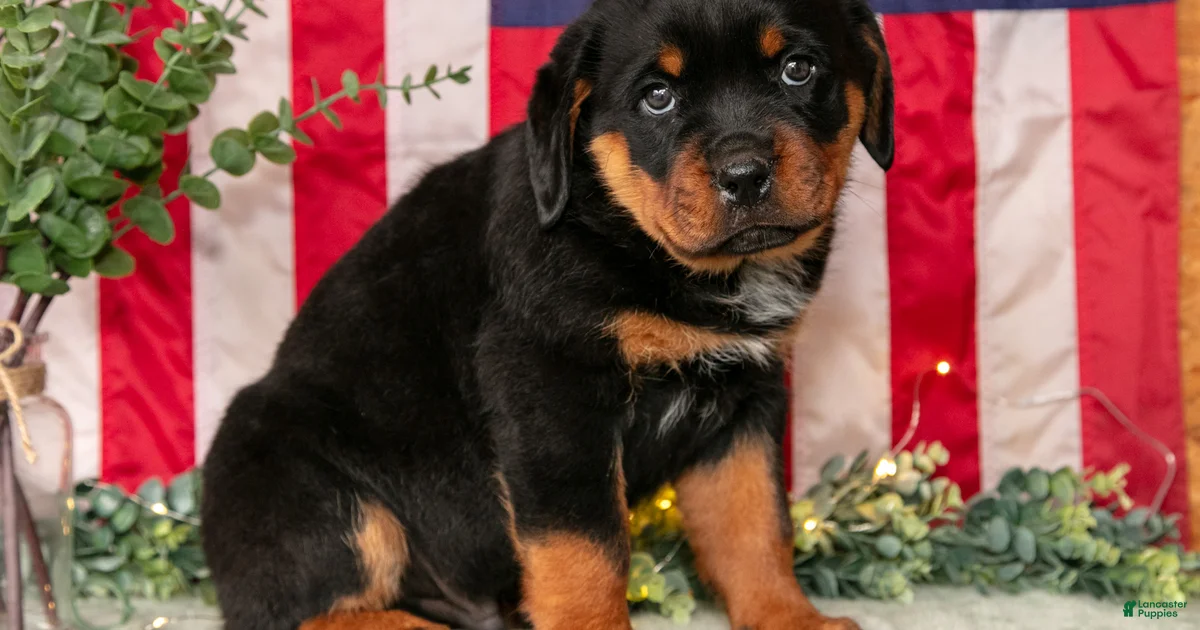 Alex Rottweiler for sale in Orwell | Lancaster Puppies