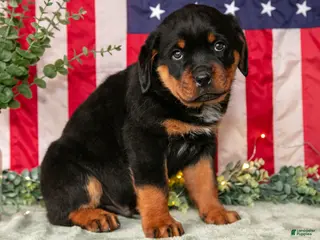 Rottweiler dogs for sale: Alex - Ad 3