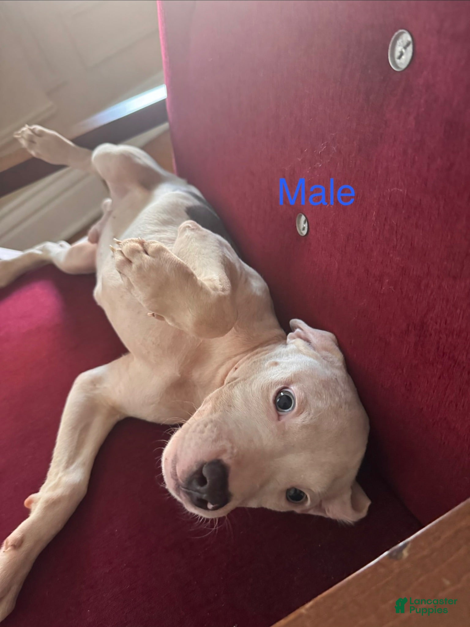 Mixed Breed dogs Mixed Breed 2 - Ad 34