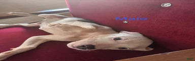 Mixed Breed 2
