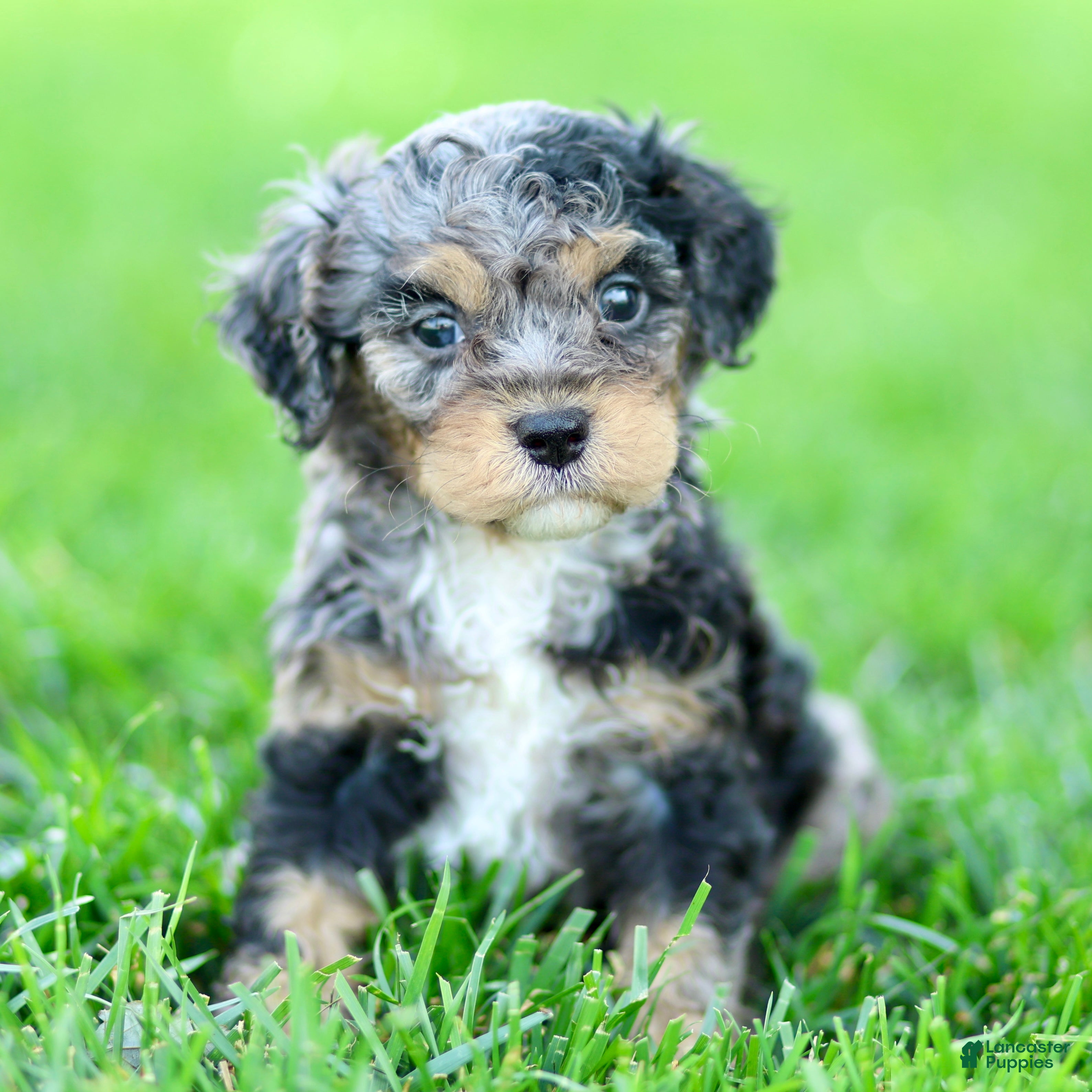 Cavapoo dogs Echo - Ad 1