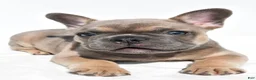 French Bulldog dogs for sale: Zane - Ad 6
