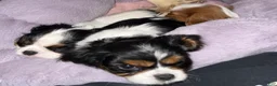 Cavalier King Charles Spaniel dogs for sale: Willow - Ad 1