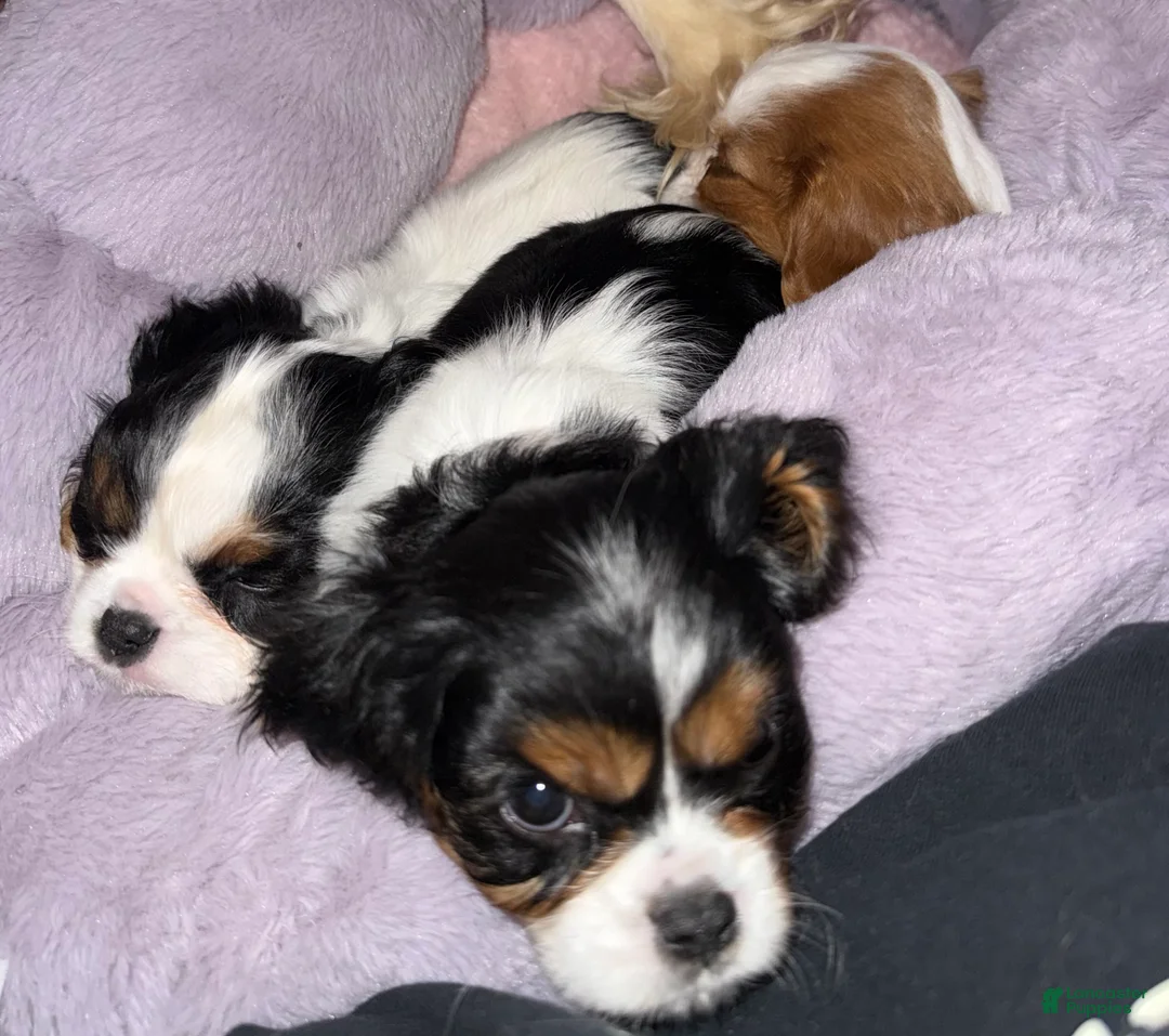 Cavalier King Charles Spaniel dogs for sale: Willow - Ad 1