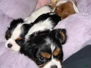 Cavalier King Charles Spaniel dogs Willow - Ad 17