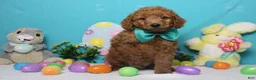 Goldendoodle dogs for sale: RC  - Ad 9