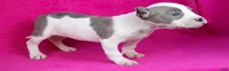American Bully dogs for sale: Piebald Blue Merle Female - Ad 4