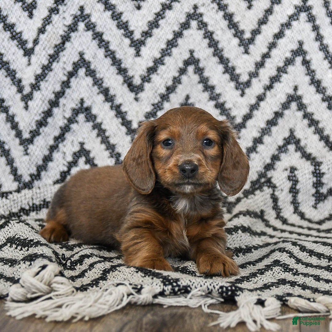 Miniature Dachshund dogs for sale: Zander - Ad 4