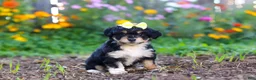 Mixed Breed dogs for sale: Pumpkin - Ad 2