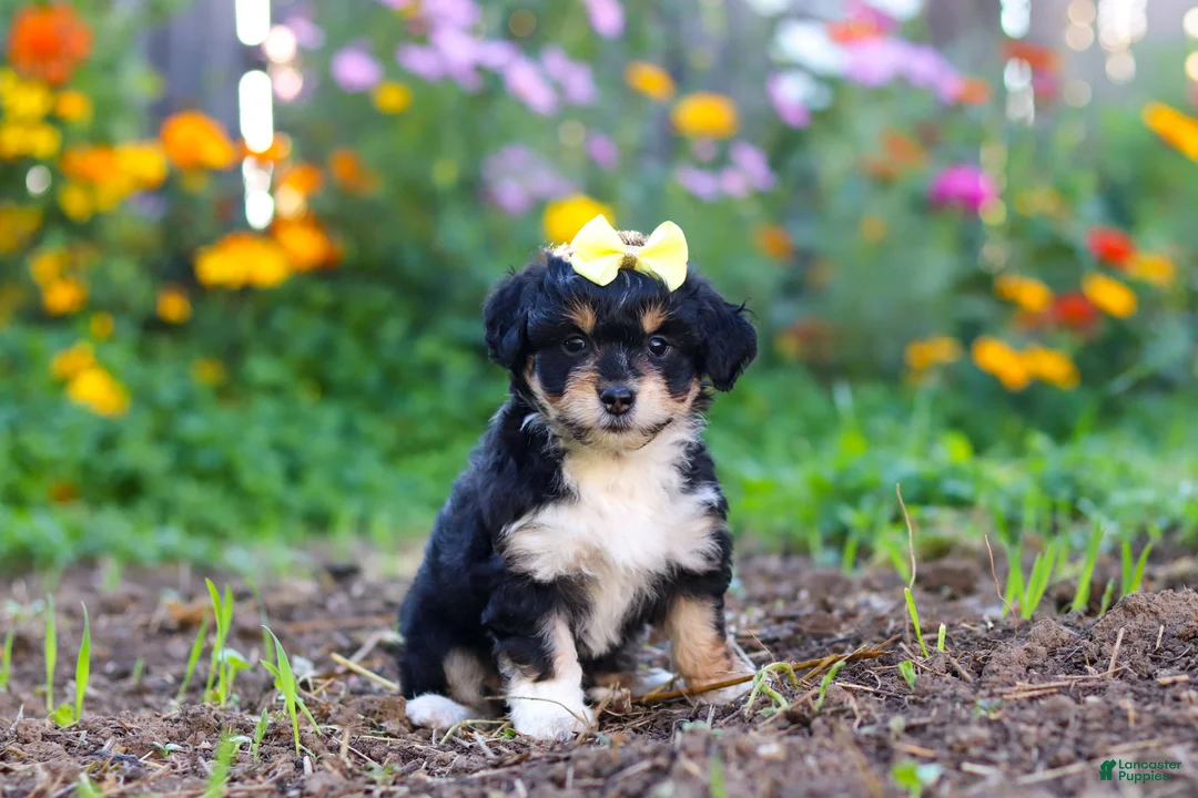 Mixed Breed dogs for sale: Pumpkin - Ad 2