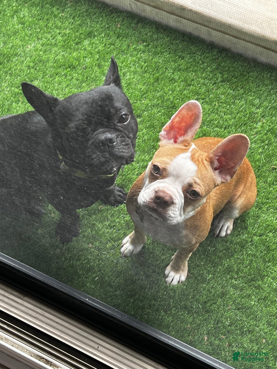 Frenchton dogs for sale: Penelope  - Ad 8
