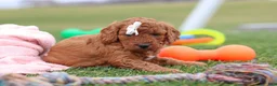 Mini Goldendoodle dogs for sale: Tonya - Ad 7