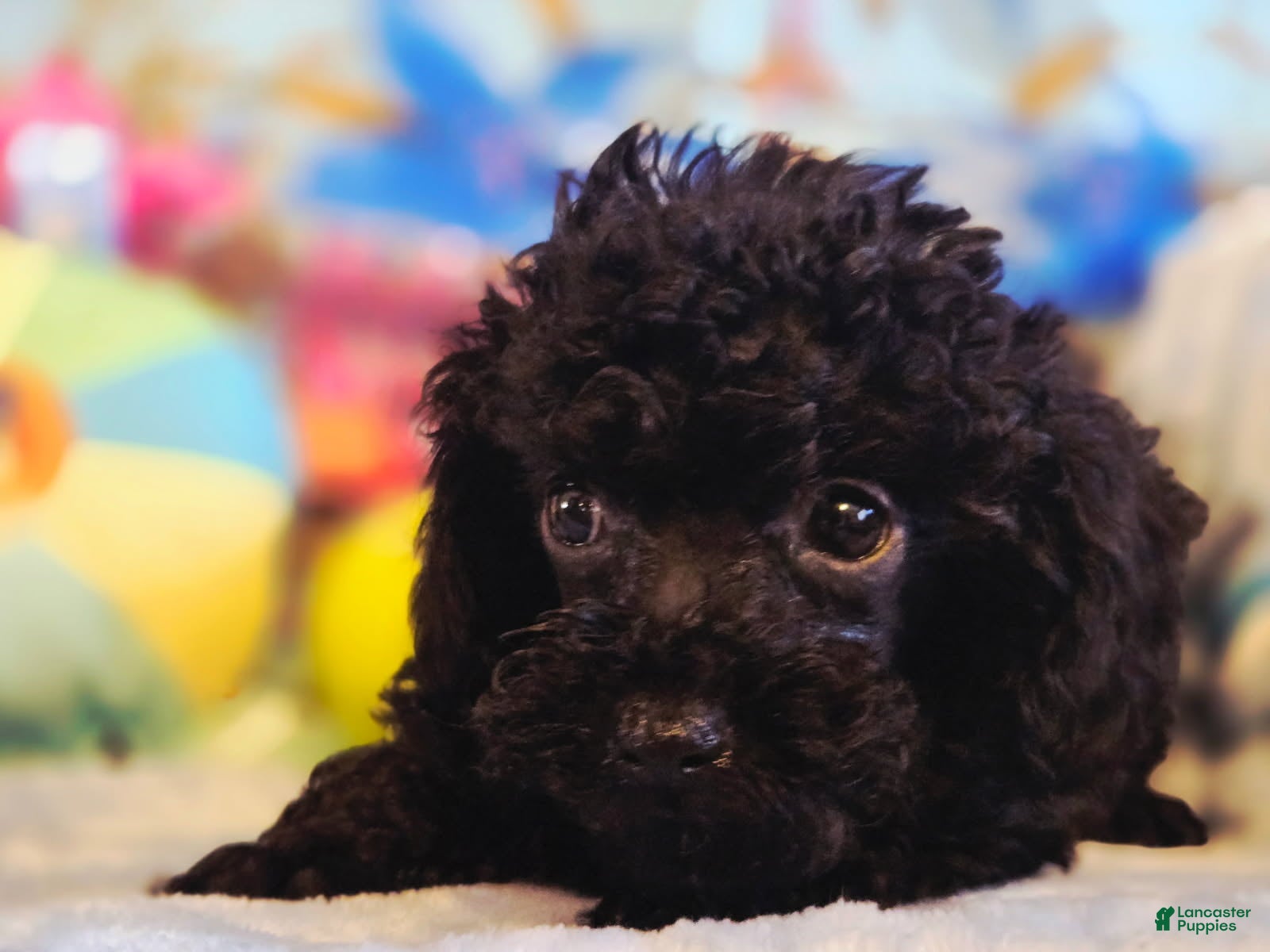 Toy Poodle dogs Ezra - Ad 1