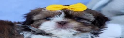 Shih Tzu dogs for sale: MICKEY - Ad 7