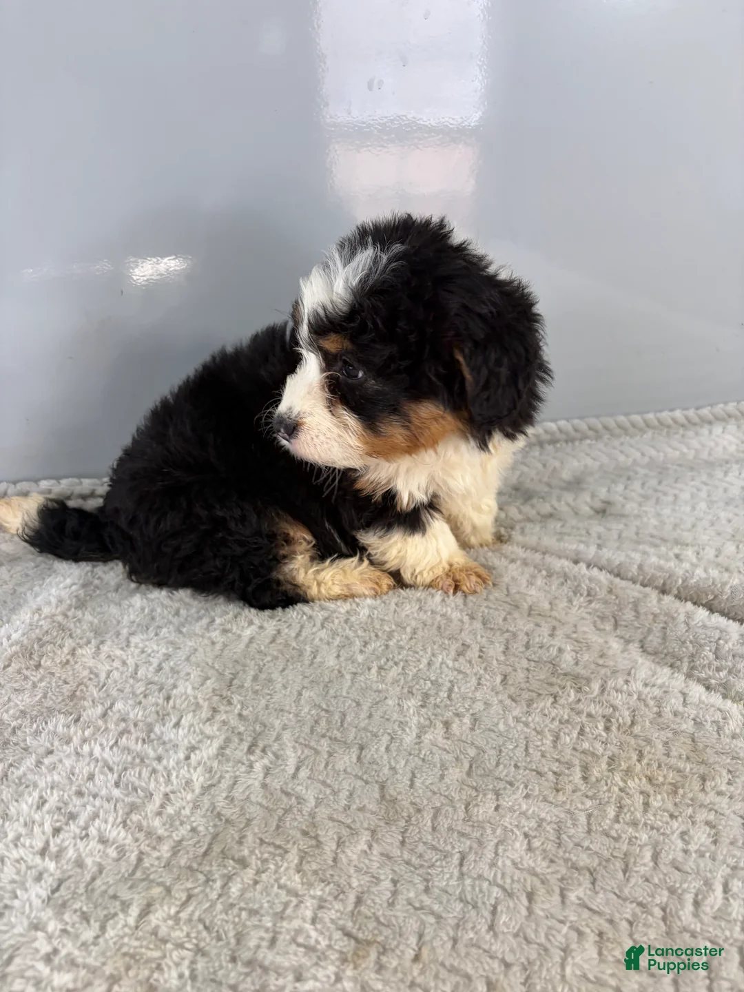 Mini Bernedoodle dogs for sale: Cari - Ad 8