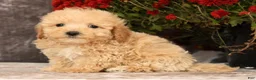 Havapoo dogs for sale: Rex - Ad 8