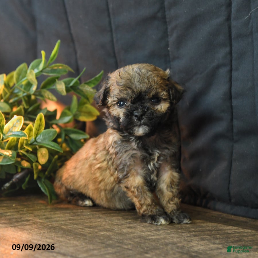 Mixed Breed dogs Teeny - Ad 2