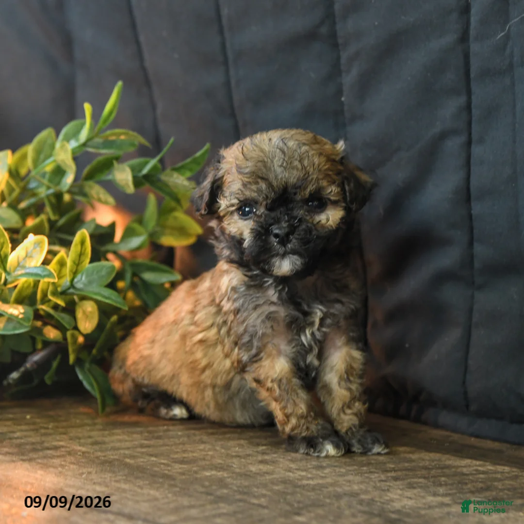 Mixed Breed dogs for sale: Teeny - Ad 2