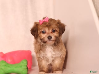 Havapoo dogs - Ad 21