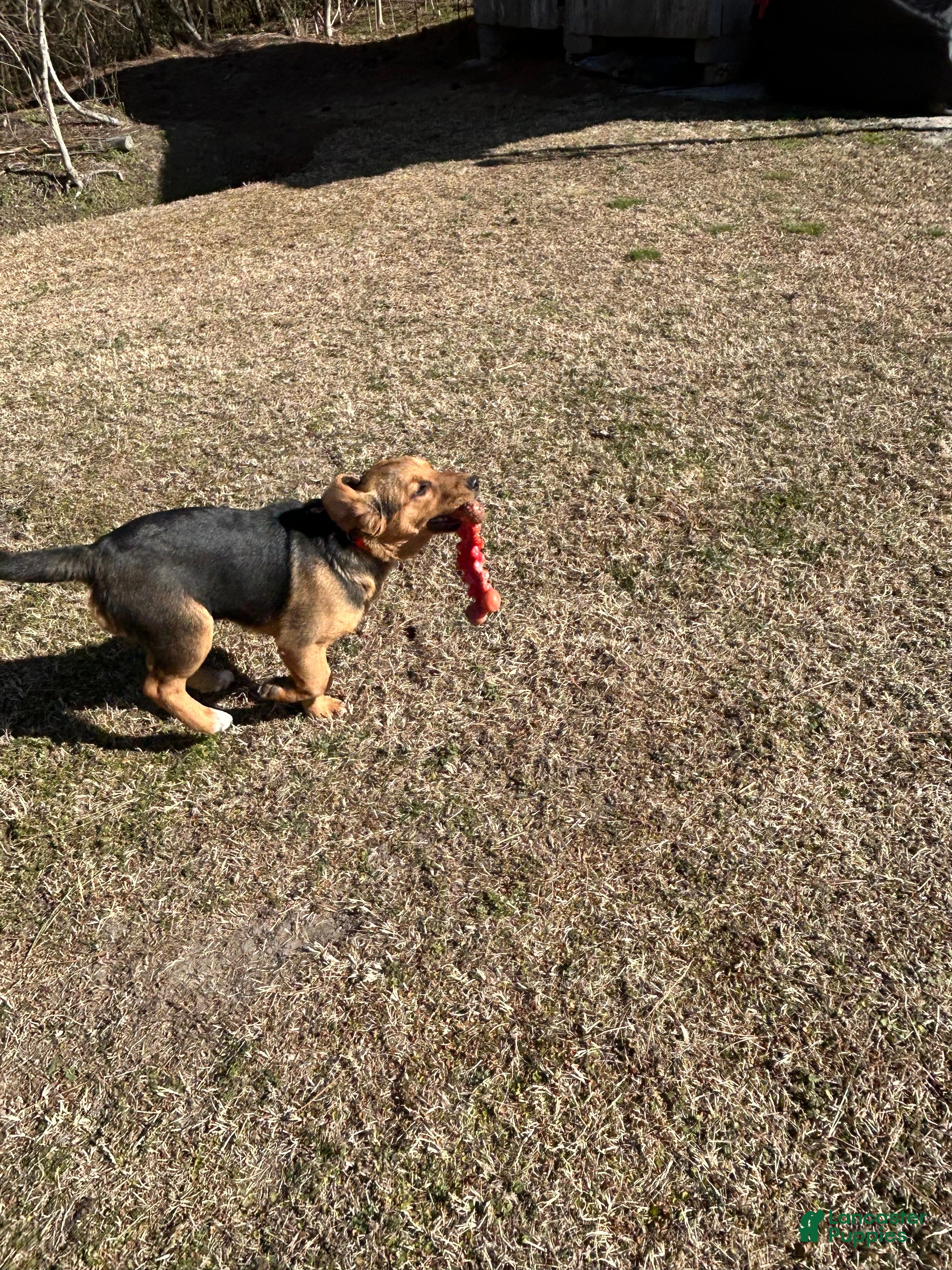 Mixed Breed dogs Mixed Breed Puppy 2 - Ad 1