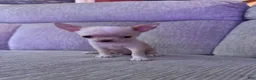 Chihuahua dogs for sale: Chihuahua 1 - Ad 1