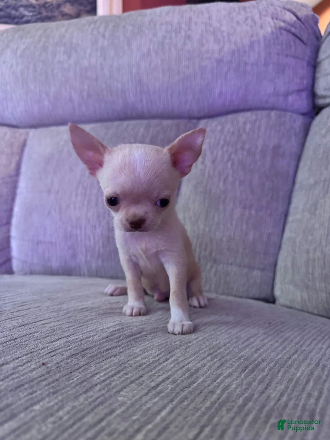 Chihuahua dogs for sale: Chihuahua 1 - Ad 1