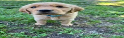 Golden Retriever dogs for sale: Golden Retriever 1 - Ad 3