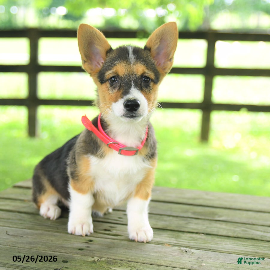 Welsh Corgi Pembroke dogs Bailey - Ad 1