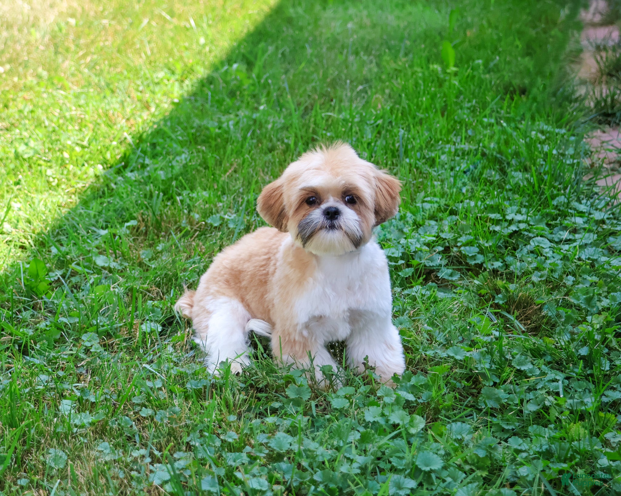 Shih Tzu dogs Theon  - Ad 28