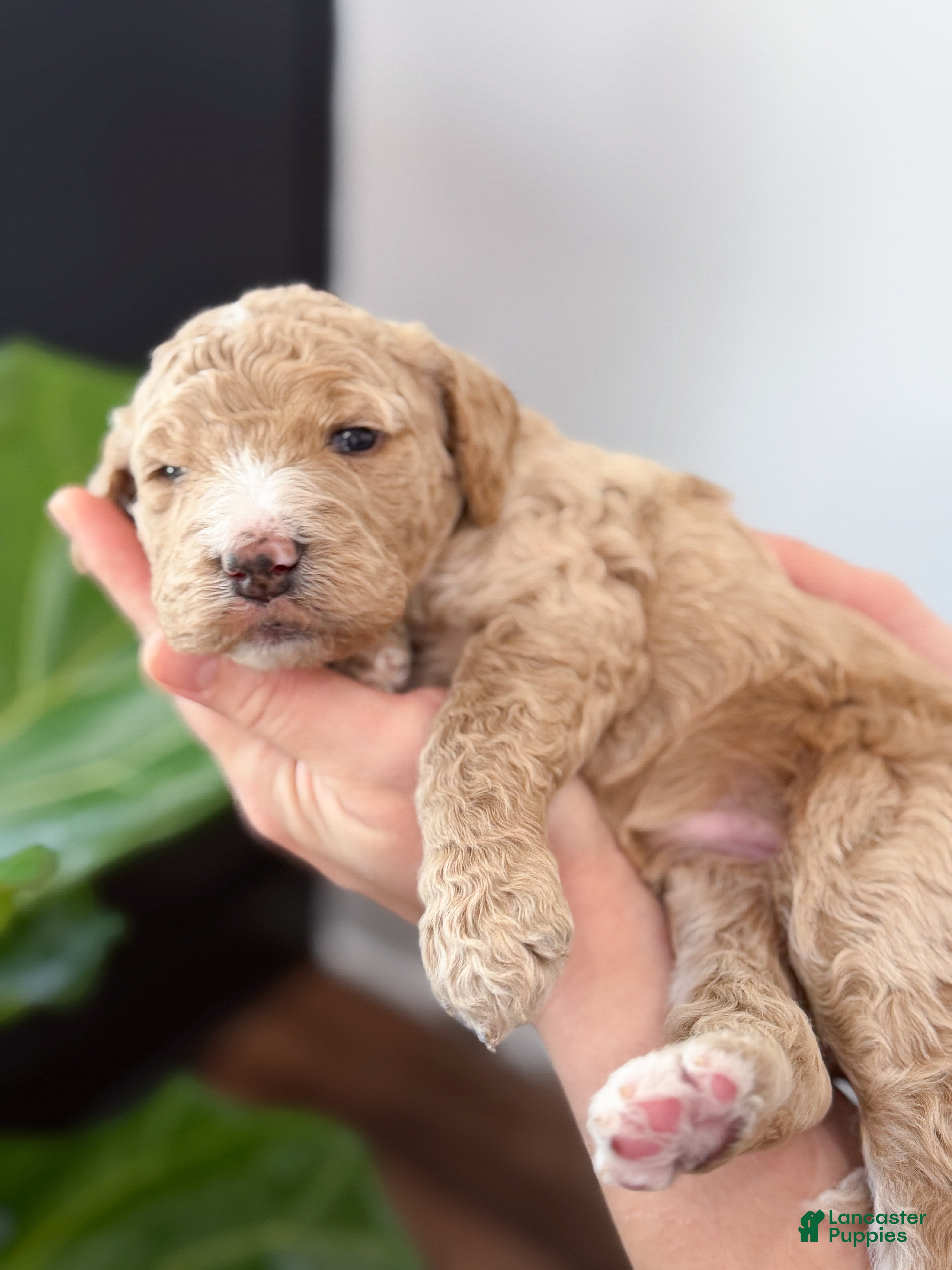 Goldendoodle dogs Dixie - Ad 32