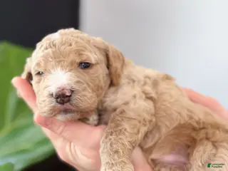 Goldendoodle dogs Dixie - Ad 38