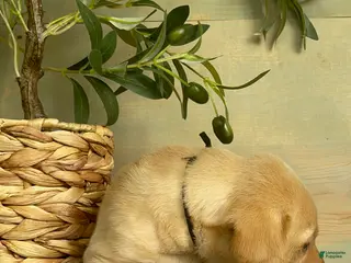 Labrador Retriever dogs for sale: Black - Ad 2