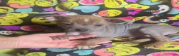 Chinese Crested dogs for sale: Stewart - Ad 21