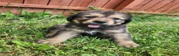 Tibetan Mastiff dogs for sale: Lani - Ad 2