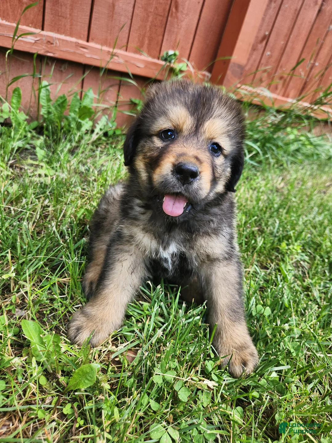 Tibetan Mastiff dogs for sale: Lani - Ad 2